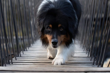 :) - bridge, black, svetlana pisareva, caine, dog