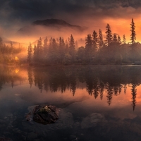 Forest in Austria at Dawn