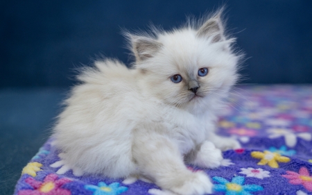 Ragdoll kitten - white, kitten, blue, cute, pisici, ragdoll, cat