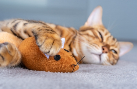 :) - mouse, sleep, toy, pisici, cat, paw, orange