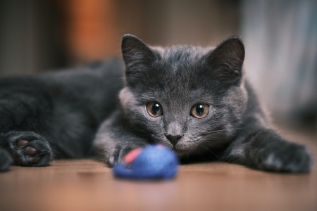 :) - grey, animal, blue, cute, pisici, mouse, toy, cat