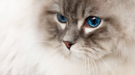 :) - pet, animal, cute, pisici, face, cat, blue eyes