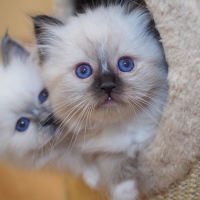 Ragdoll kittens