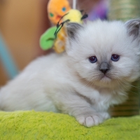 Ragdoll kitten