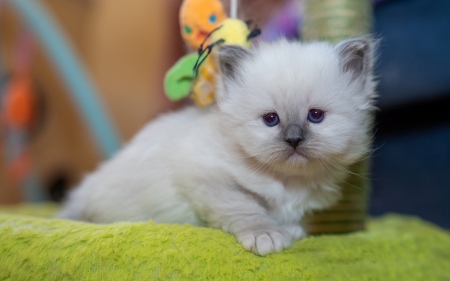 Ragdoll kitten - cute, ragdoll, kitten, cat, pisici