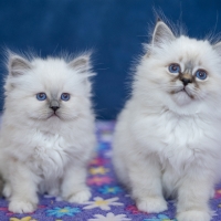 Ragdoll kitten