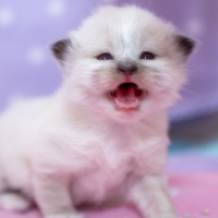 Ragdoll kitten