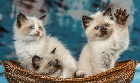 :) - blue, kittens, paw, cute, trio, cat