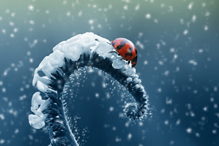 Ladybug - spring, macro, winter, blue, white, ladybug, gargarita, iarna, snow, red, leaf, nature, insect