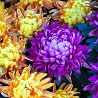 Chrysanthemum