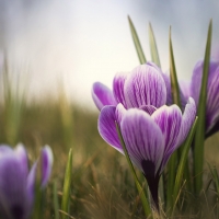 Violet flowers