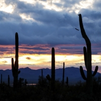 Saguaro National Park, Arizona