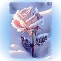 Frozen rose