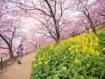 Pink flowers blossom