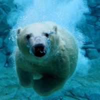 Polar Bear