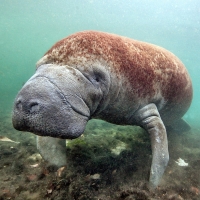 Sea cow