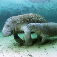 Sea cow