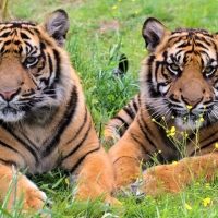 Tigers