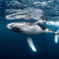 Whale