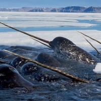 Narwhal