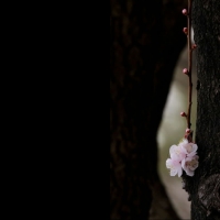 Flower in forest