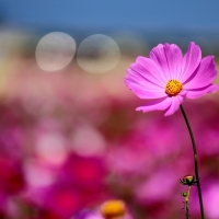 Pink Flower