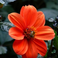 Orange flower