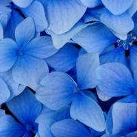 Blue flowers