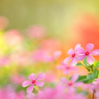 Pink flowers