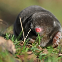 Mole