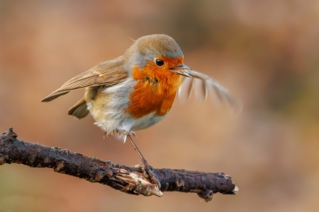 European Robin - bird, european, robin, animal