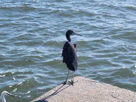 Bird by The Water - Water, Bird, Ocean, Bird Photos, Bird by The Water