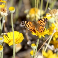 Painted Lady Butterfly