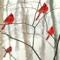 cardinals in tree