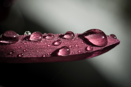 Water Drops on Leaf - drops, water, leaf, nature