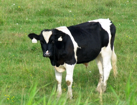 cow - black, cow, field, green