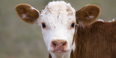 cow closeup - animals, baby, cow, cute