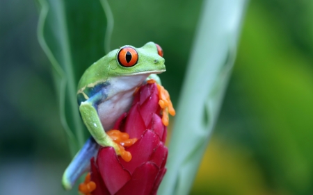 Frog - animal, nature, frog, beautiful