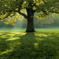 Tree in the grass