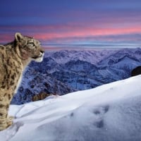 World of the snow leopard by Sascha Fonseca