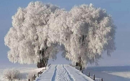 Winter Road in Latvia - Latvia, winter, trees, road, hoarfrost