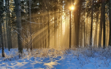 Sunbeams in Winter Forest - winter, pines, sunbeams, snow, forest