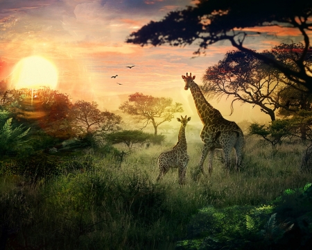 Giraffes outdoors - fak, szabadban, termeszet, zsiraf, zsirafok