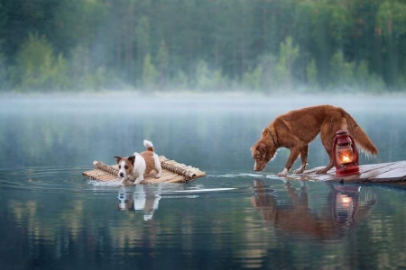 :) - water, svetlana pisareva, dog, lake, caine, lantern