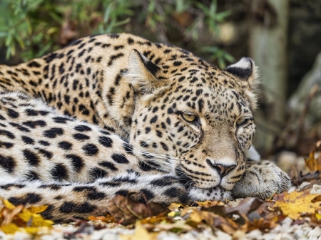 African Leopard - afrikai, leopard, levelek, nagymacska
