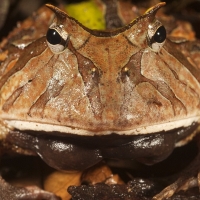 Amazon Horned Frog