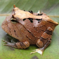 Amazon Horned Frog