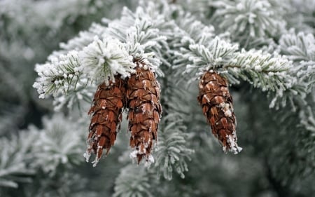 Fir Cones at Winter - winter, cones, hoarfrost, spruce