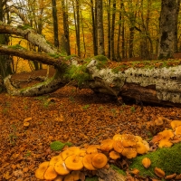 Autumn in a forest in Basque Country, Spain