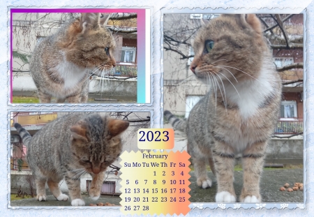 Cute cat - Winter, Outside, Cats, Cute